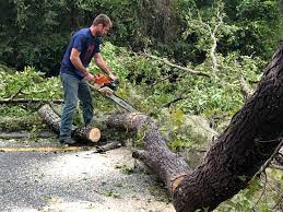 Trusted Folkston, GA Tree Services Experts