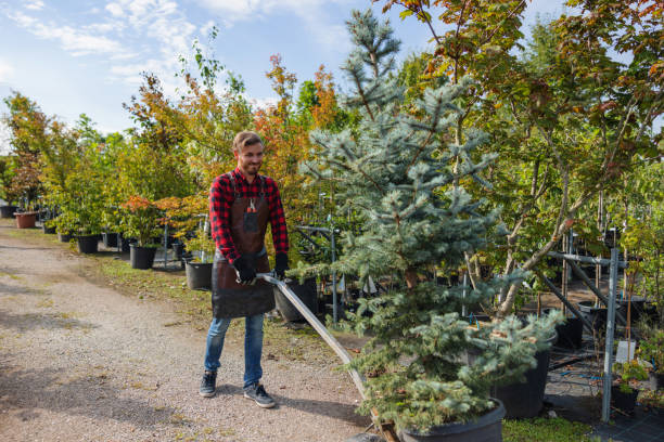 How Our Tree Care Process Works  in  Folkston, GA